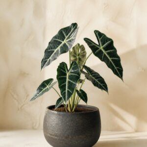 Alocasia Silver Vein No. 01 in a dark clay pot