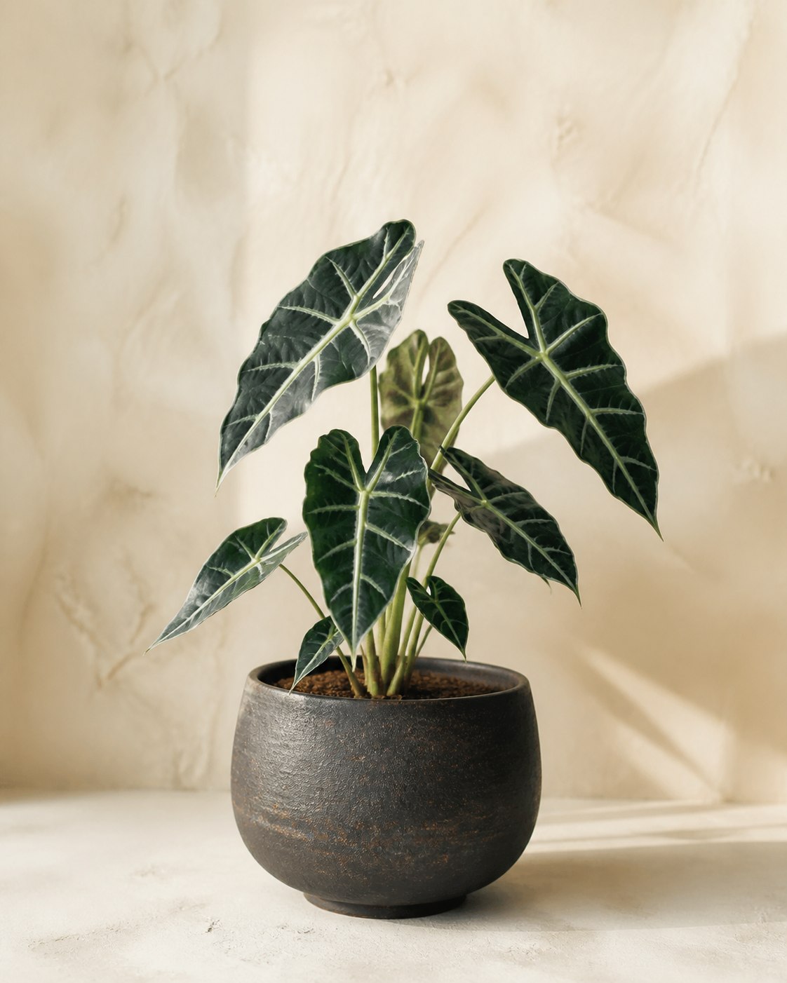 Alocasia Silver Vein No. 01 in a dark clay pot