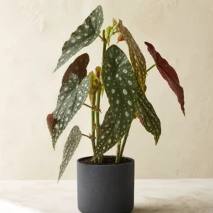 Demo portrait of Begonia Maculata No. 01
