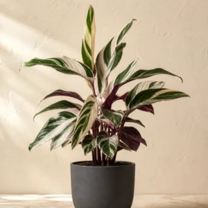 Demo portrait of Calathea White Fusion No. 01