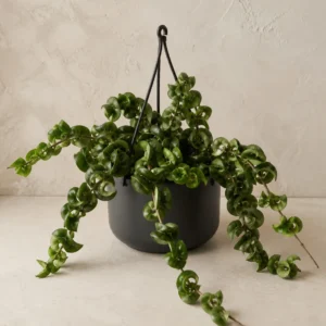 Demo portrait of Hoya Compacta No. 01